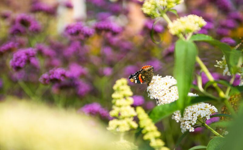 De Zonweringfabriek Achtergrond Vlinder